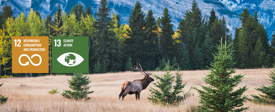 Banff Tours