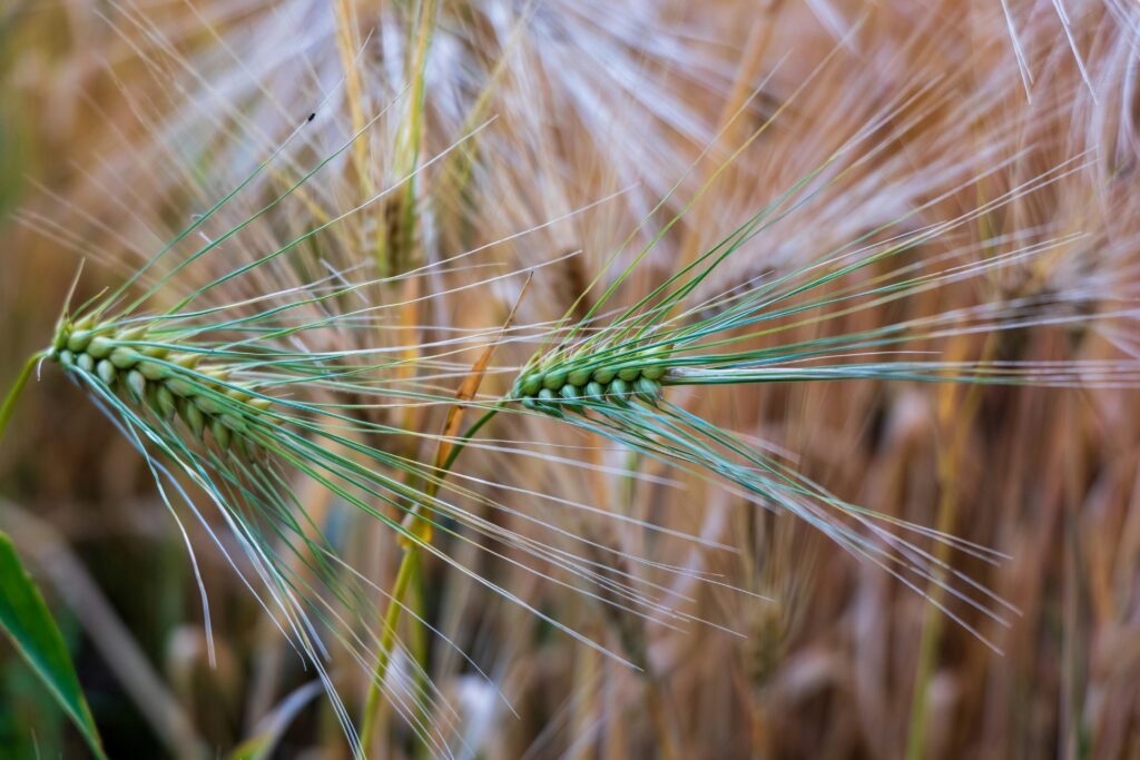 Environmental Impact of Food